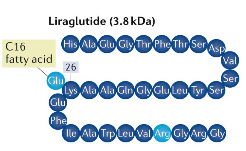 Liraglutid: En GLP-1-receptoragonist som ökar ämnesomsättningen
